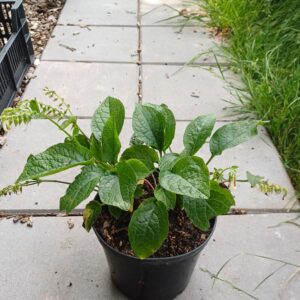 Kruipende smeerwortel - Symphytum grandiflorum - Afbeelding 4