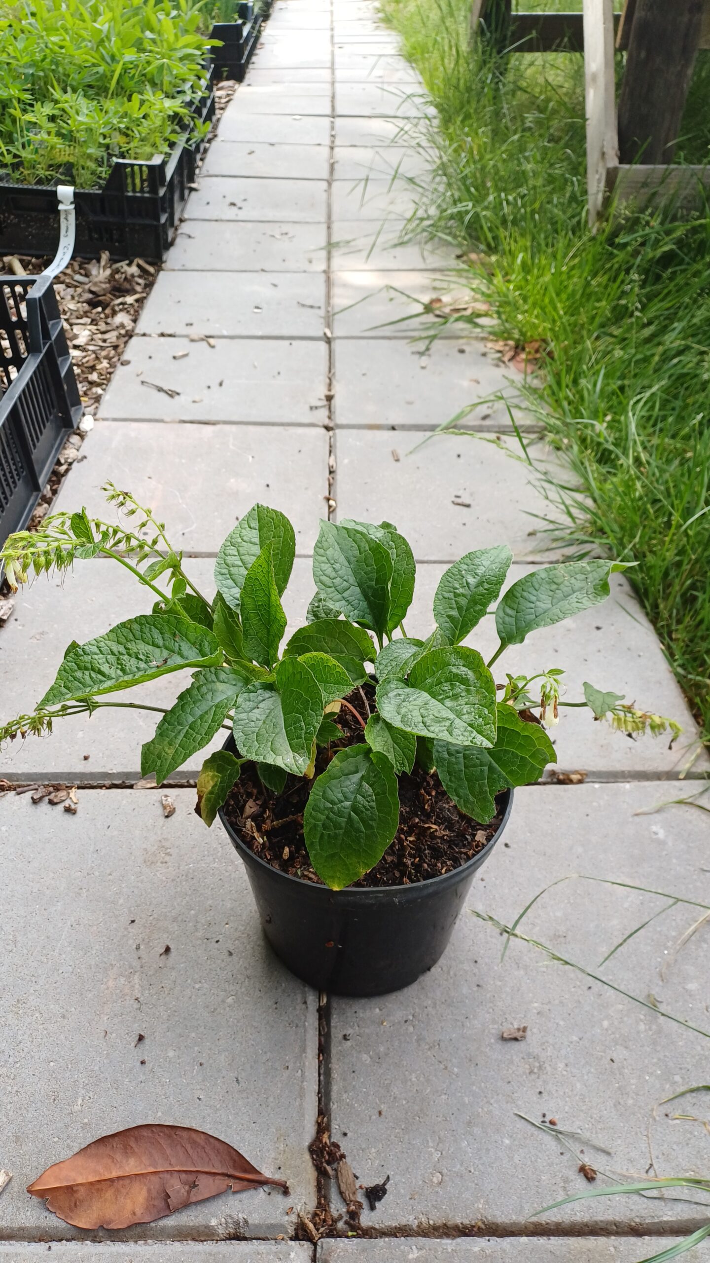 Kruipende smeerwortel - Symphytum grandiflorum - Afbeelding 4