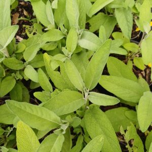 Echte salie - Salvia officinalis - Afbeelding 2