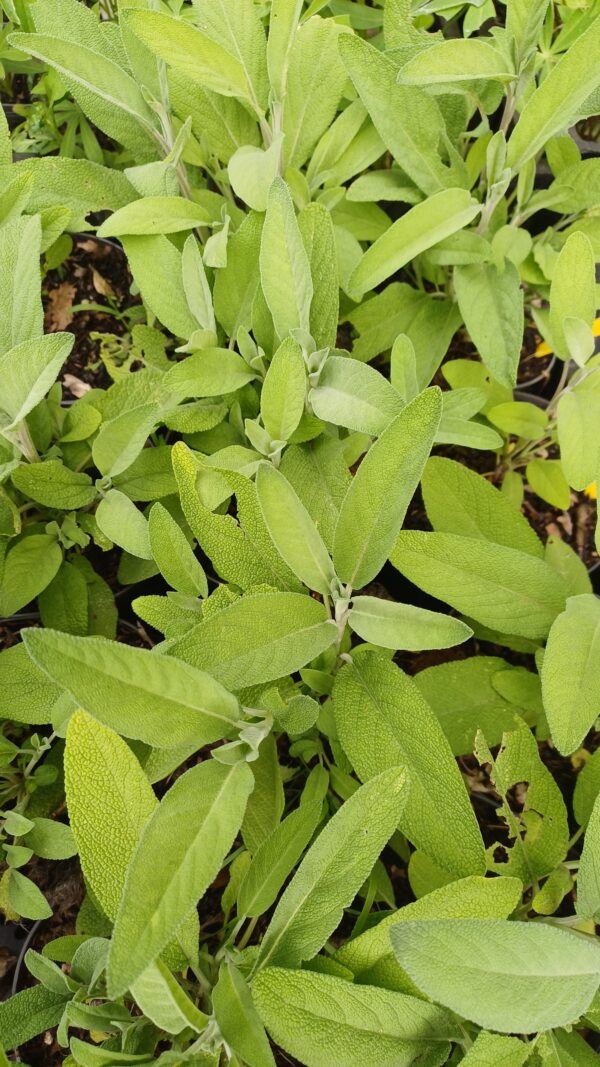 Echte salie - Salvia officinalis