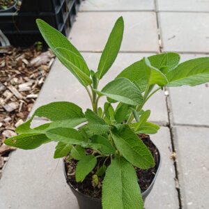 Echte salie - Salvia officinalis - Afbeelding 3