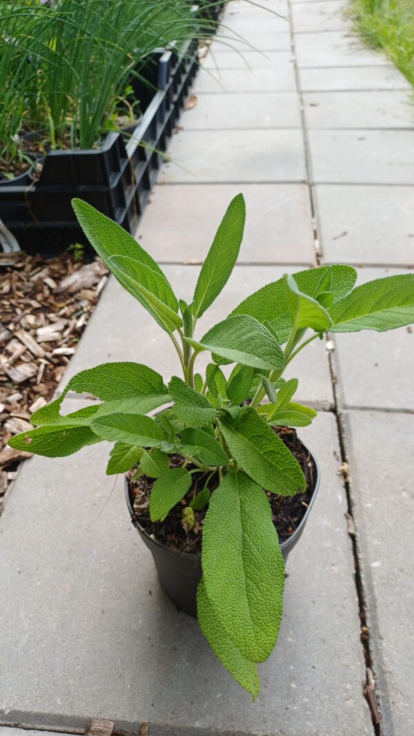 Echte salie - Salvia officinalis
