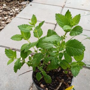 Citroenmelisse - Melissa officinalis - Afbeelding 2