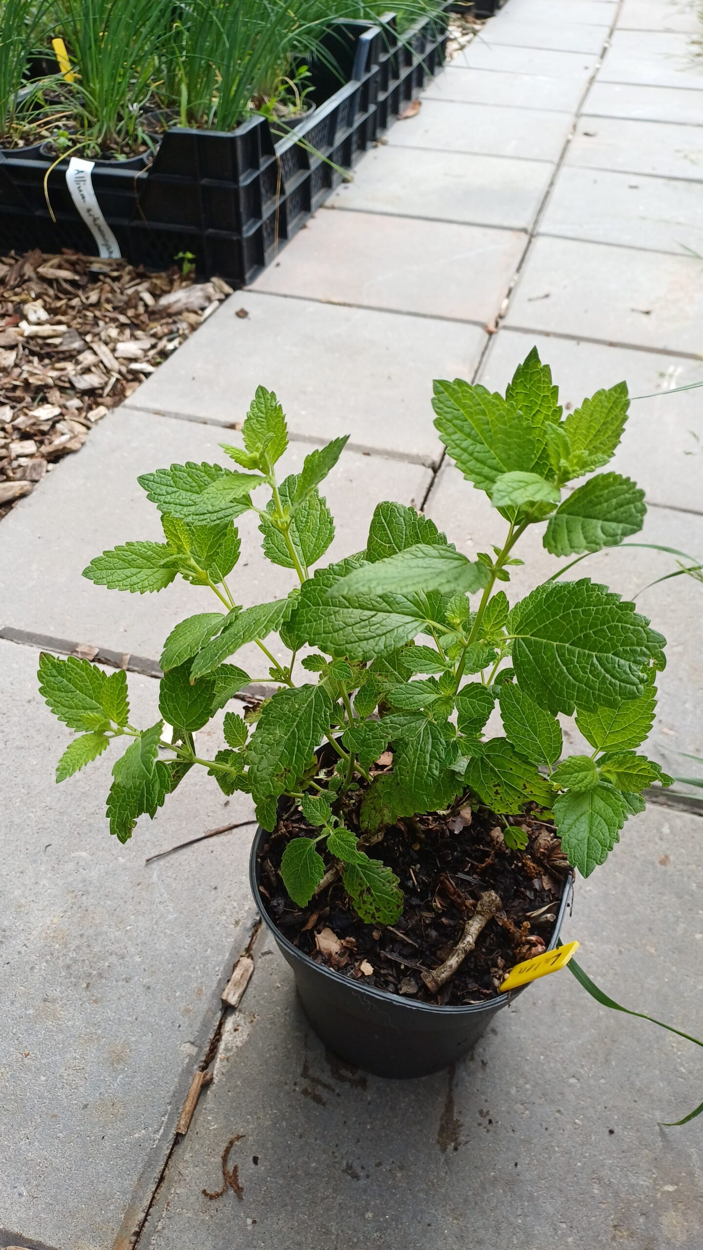 Citroenmelisse - Melissa officinalis - Afbeelding 2