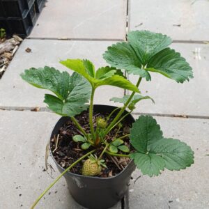 Eetbare aardbei - Fragaria x ananassa - Afbeelding 5
