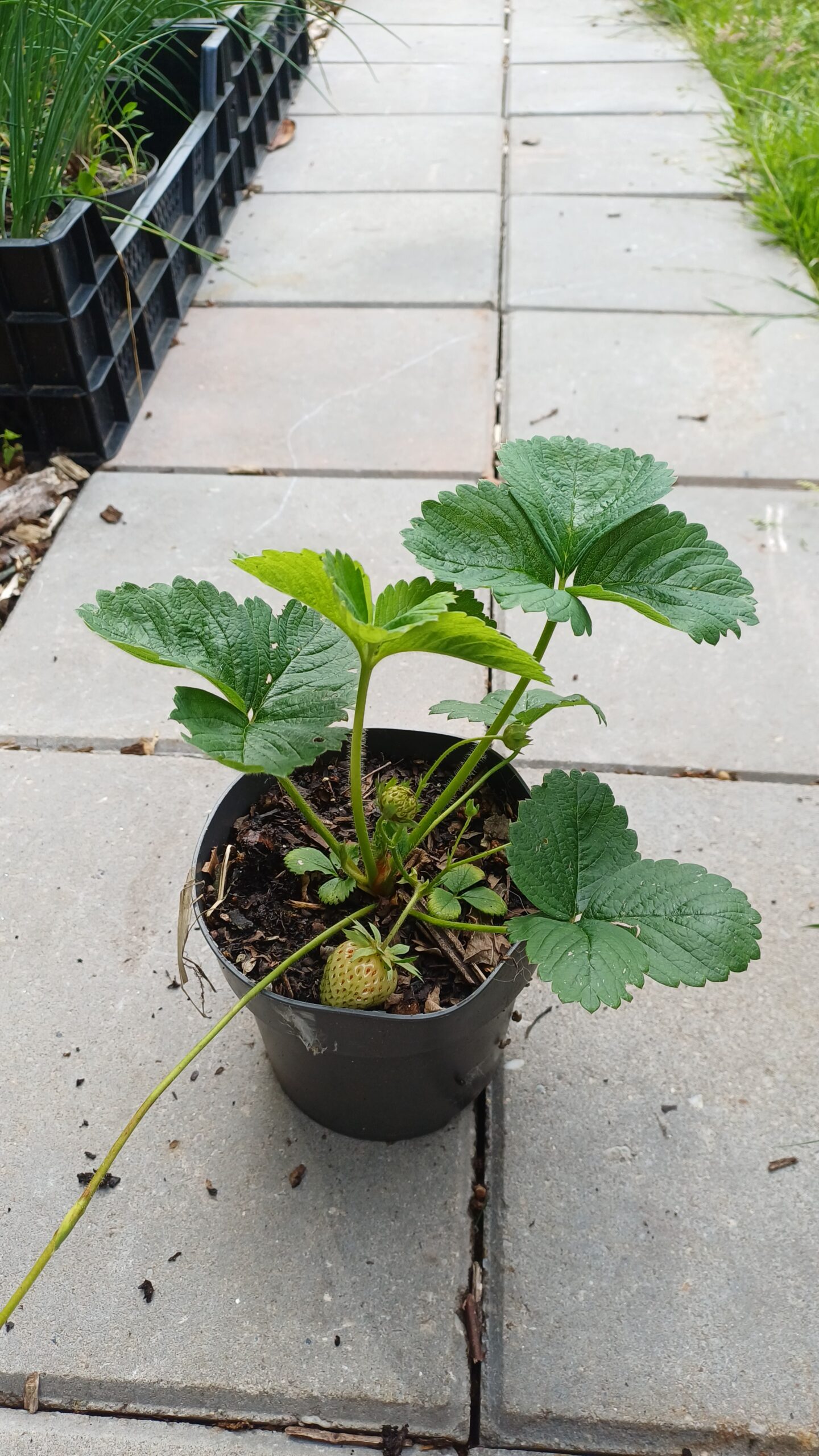 Eetbare aardbei - Fragaria x ananassa - Afbeelding 5