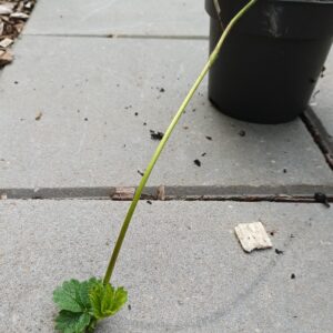 Eetbare aardbei - Fragaria x ananassa - Afbeelding 4