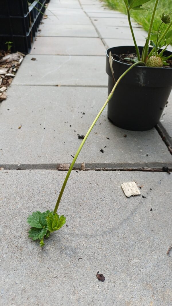 Eetbare aardbei - Fragaria x ananassa