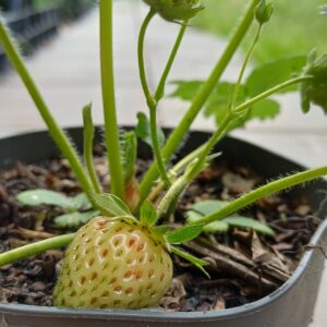 Eetbare aardbei - Fragaria x ananassa - Afbeelding 3