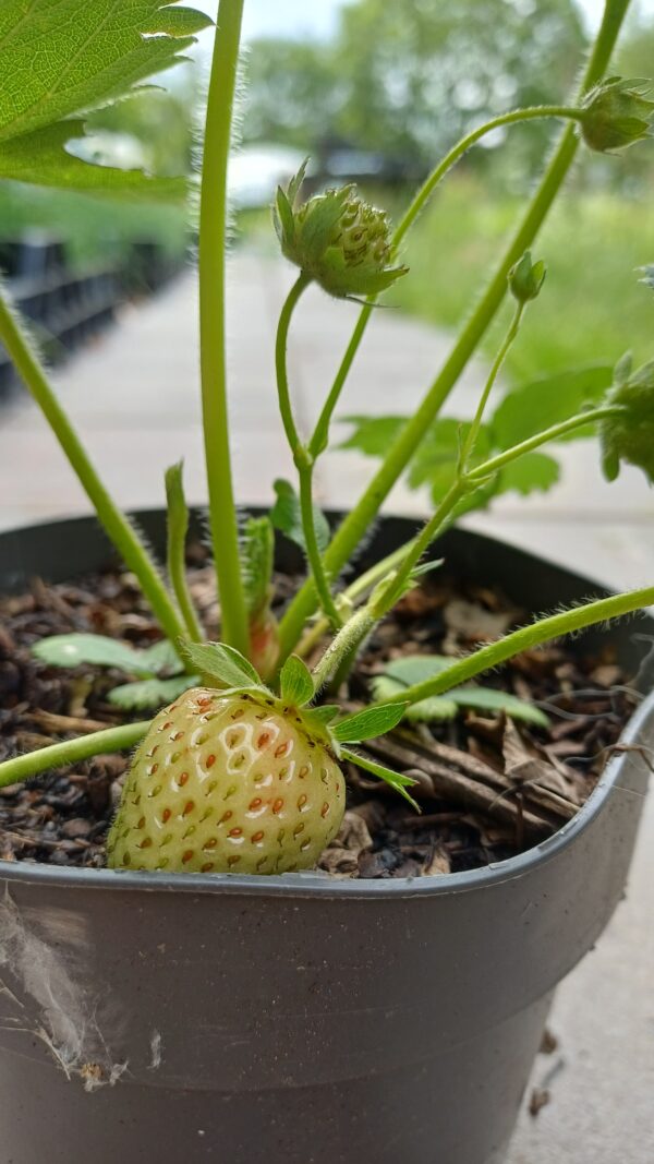 Eetbare aardbei - Fragaria x ananassa