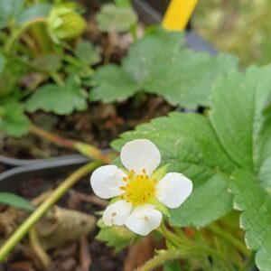 Eetbare aardbei - Fragaria x ananassa - Afbeelding 2