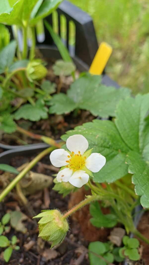 Eetbare aardbei - Fragaria x ananassa