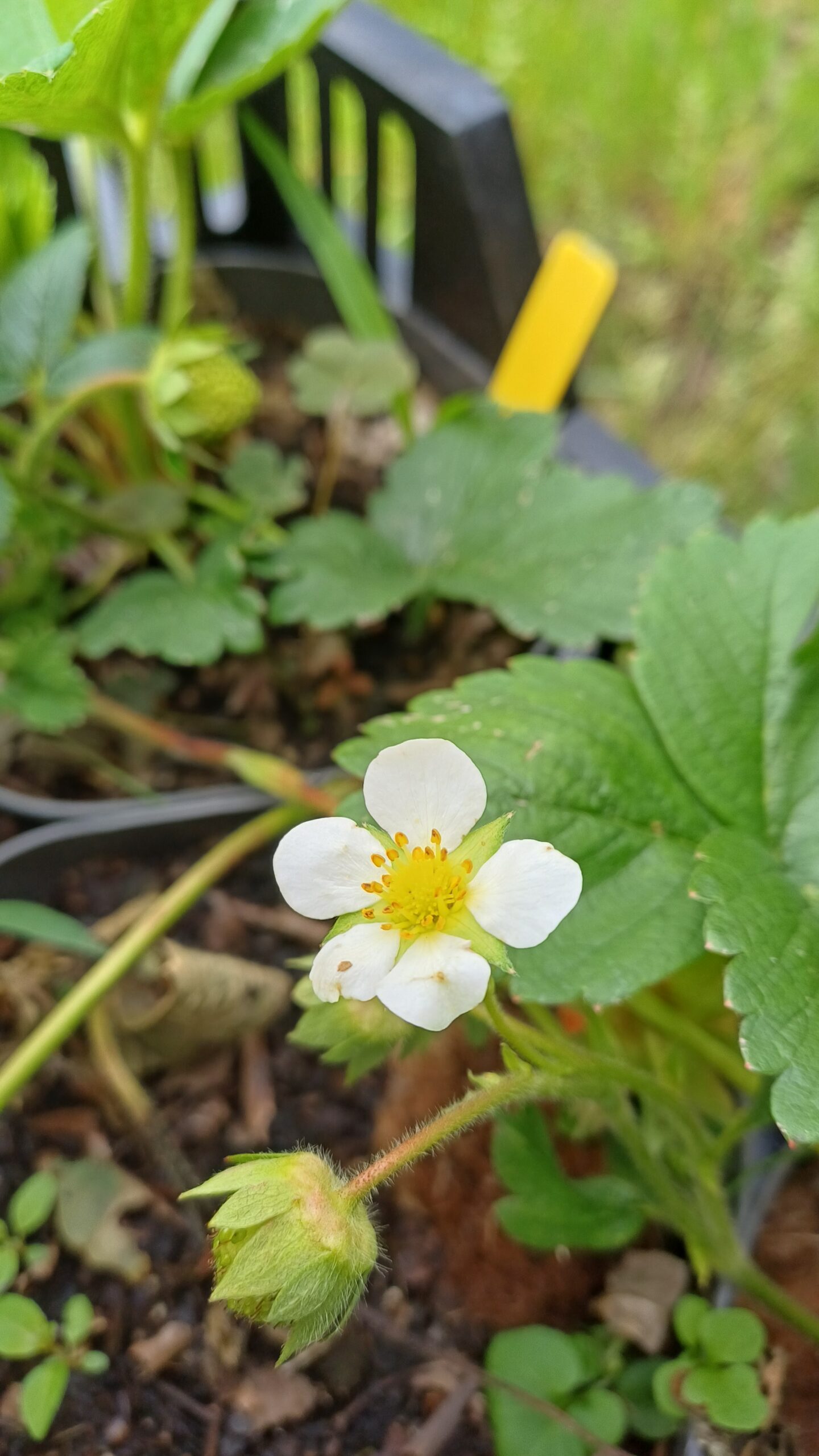 Eetbare aardbei - Fragaria x ananassa - Afbeelding 2