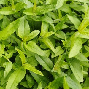 Lange ereprijs - Veronica longifolia
