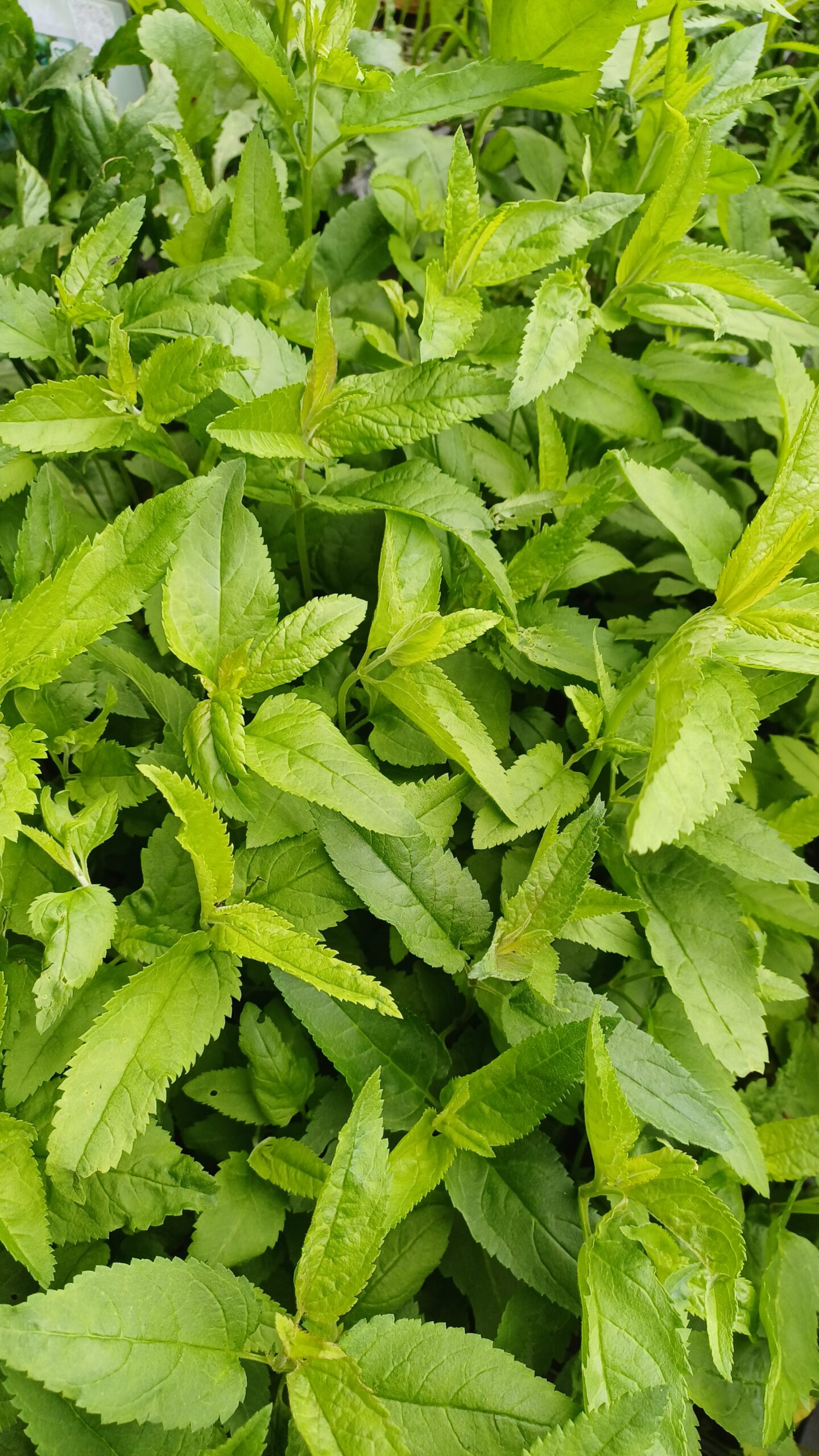 Lange ereprijs - Veronica longifolia - Afbeelding 1