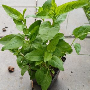 Lange ereprijs - Veronica longifolia - Afbeelding 2