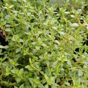 Echte tijm - Thymus vulgaris - Afbeelding 2