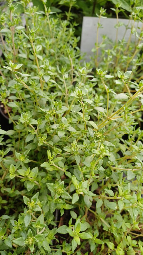 Echte tijm - Thymus vulgaris