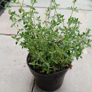 Echte tijm - Thymus vulgaris - Afbeelding 3