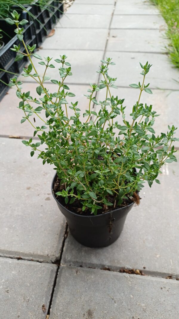 Echte tijm - Thymus vulgaris