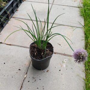 Bieslook - Allium schoenoprasum - Afbeelding 2