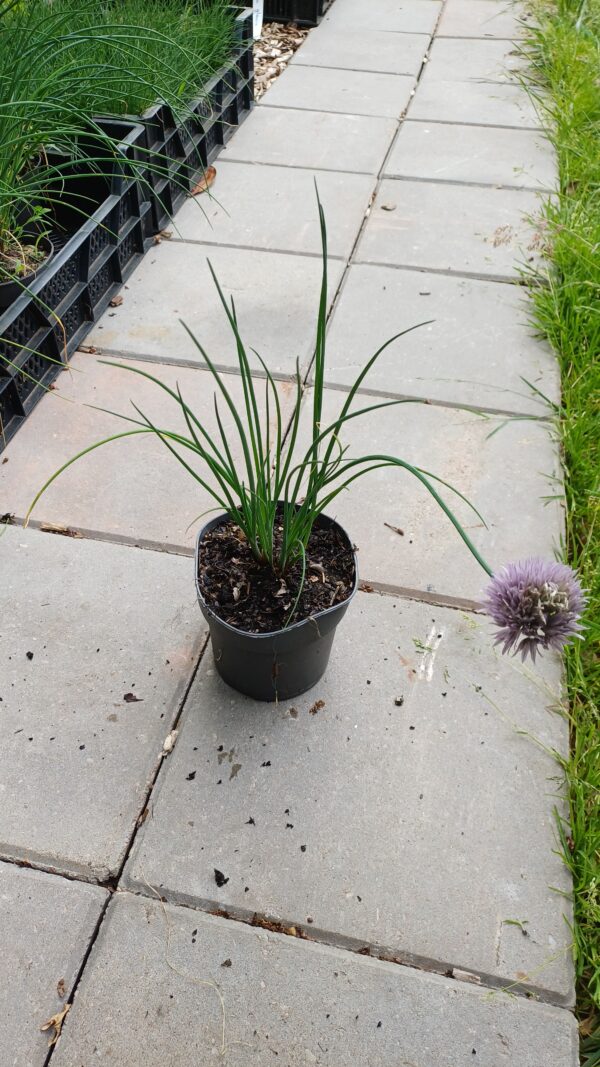 Bieslook - Allium schoenoprasum