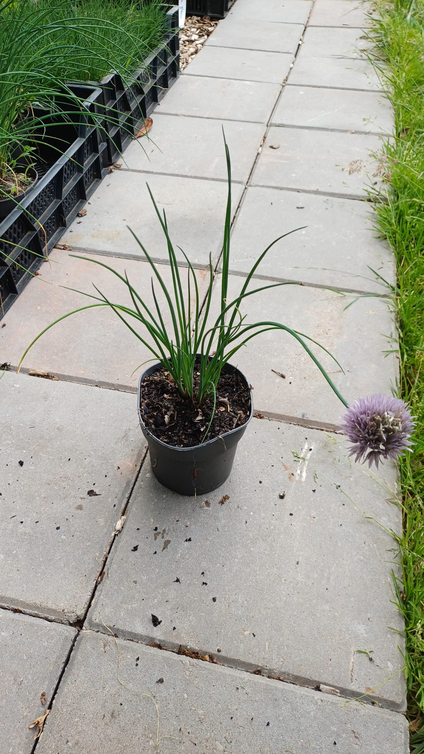Bieslook - Allium schoenoprasum - Afbeelding 2
