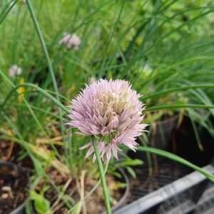 Bieslook - Allium schoenoprasum
