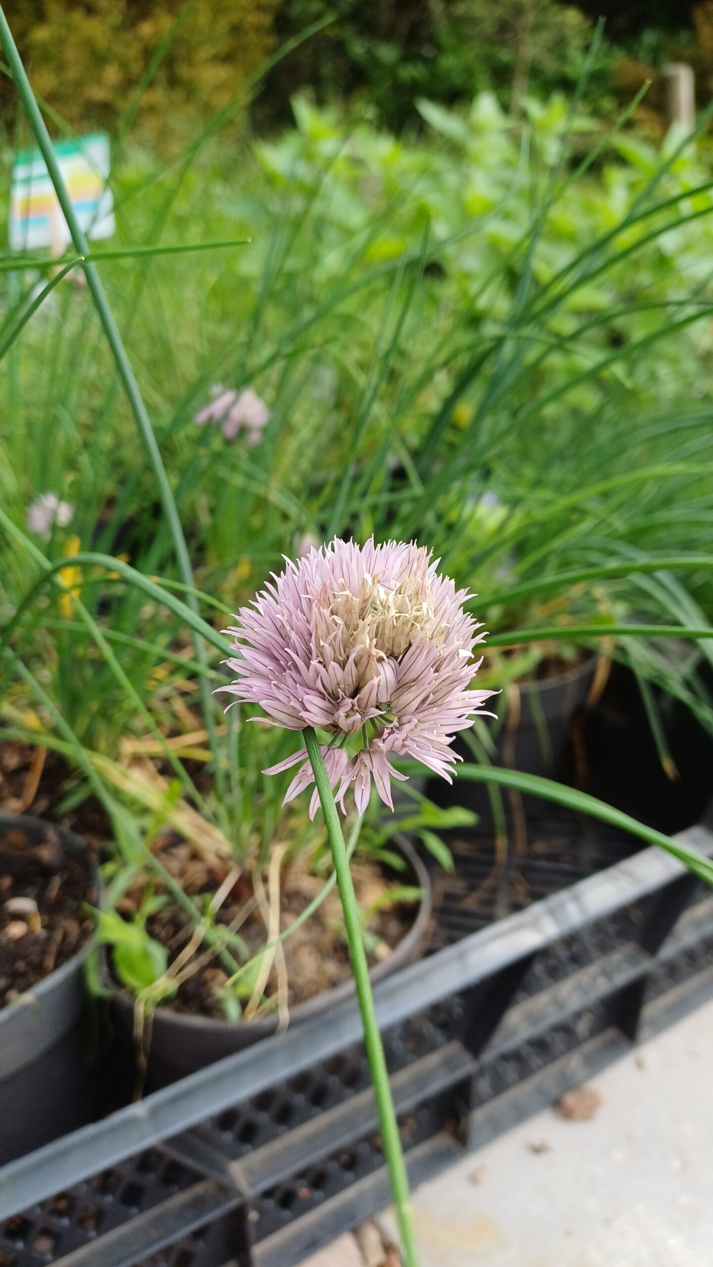 Bieslook - Allium schoenoprasum - Afbeelding 1