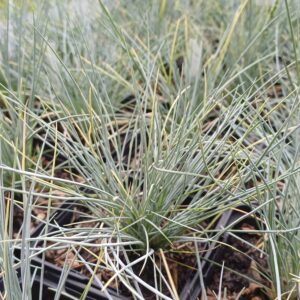 Zwenkgras - Festuca cinerea "Silberreiher" - Afbeelding 2