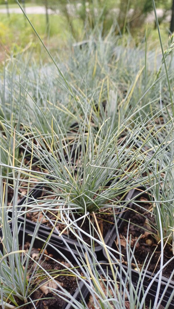 Zwenkgras - Festuca cinerea "Silberreiher"