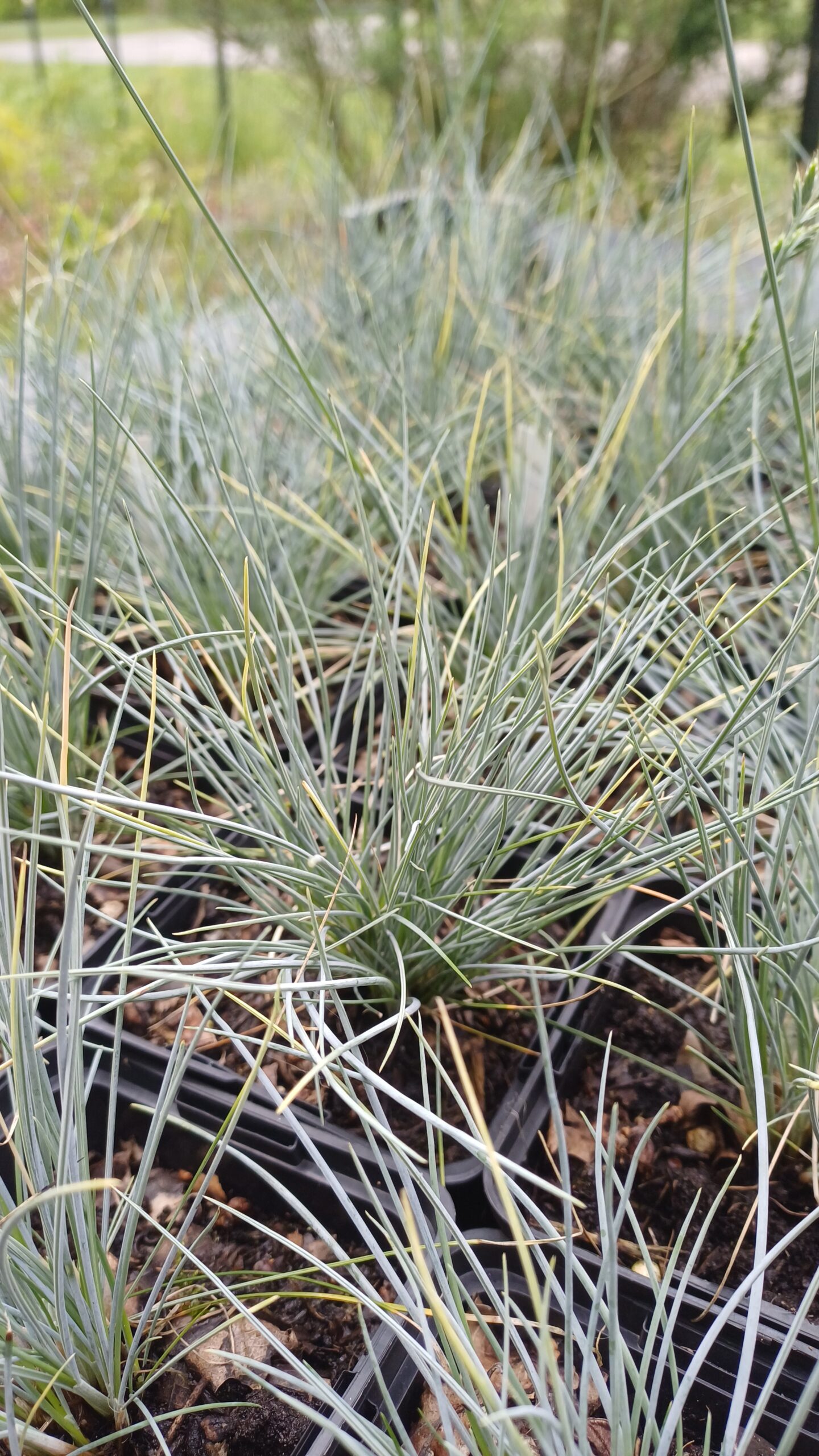 Zwenkgras - Festuca cinerea "Silberreiher" - Afbeelding 2