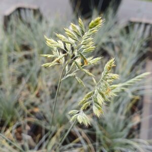 Zwenkgras - Festuca cinerea "Silberreiher"