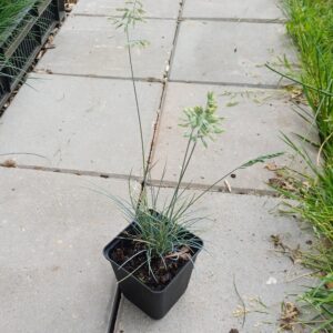 Zwenkgras - Festuca cinerea "Silberreiher" - Afbeelding 3