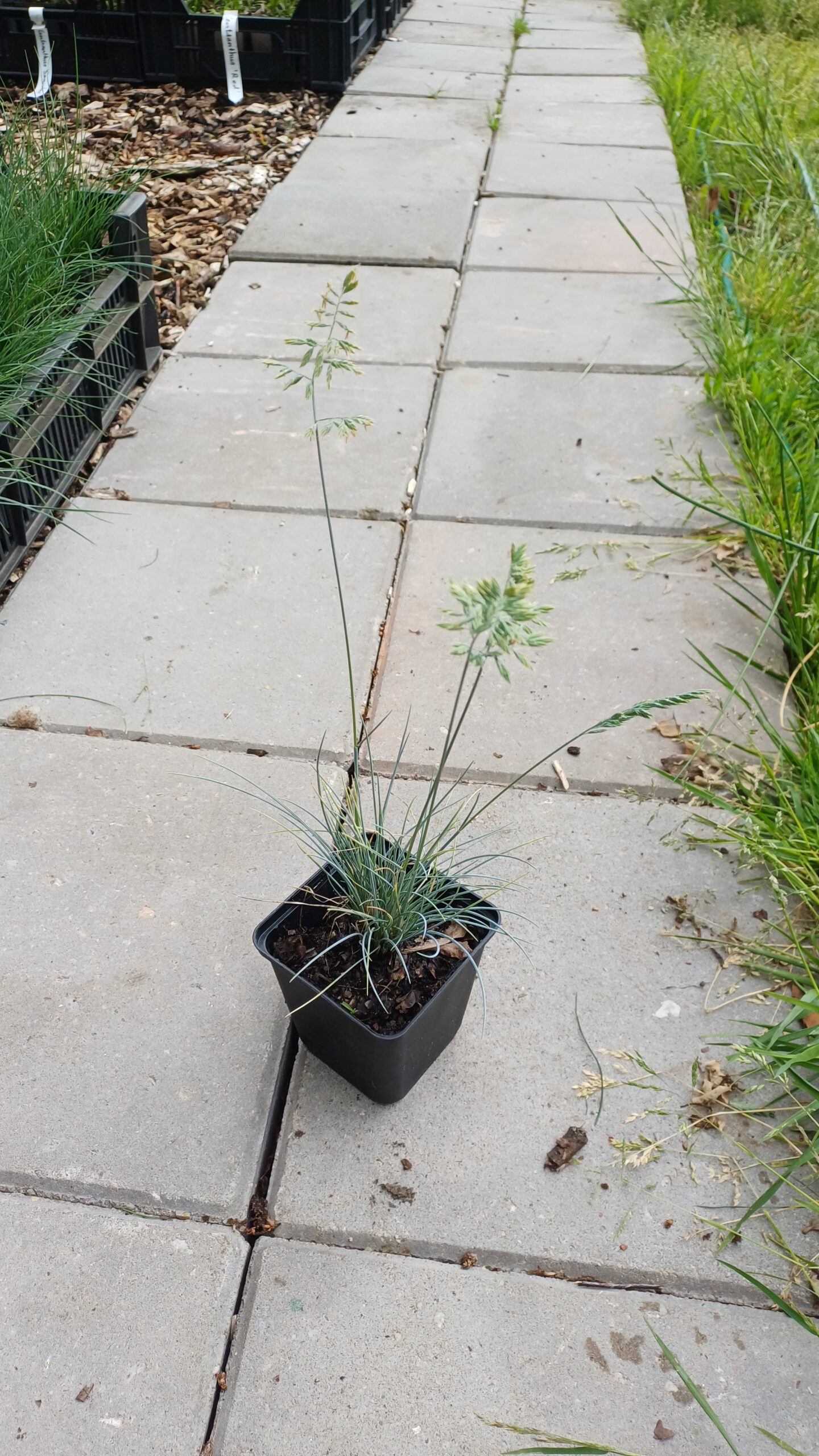 Zwenkgras - Festuca cinerea "Silberreiher" - Afbeelding 3