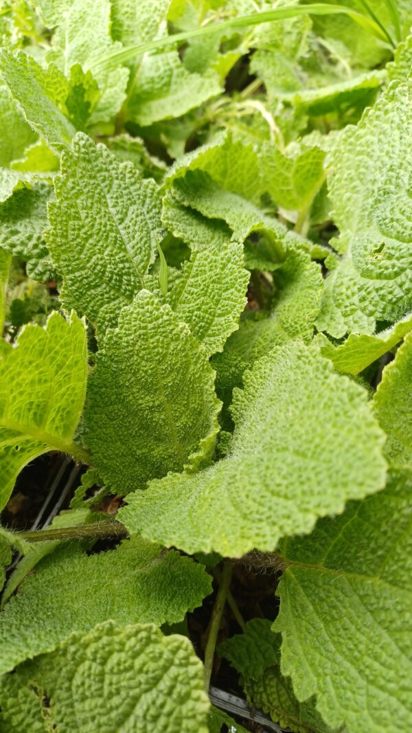 Scharlei (wit) - Salvia scarlea "Vatican White"