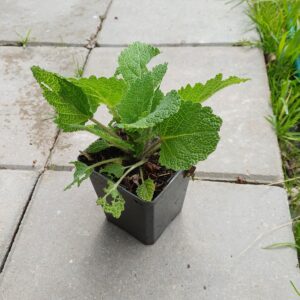 Scharlei (wit) - Salvia scarlea "Vatican White" - Afbeelding 2