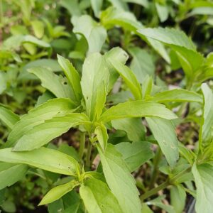 Citroenbergamot - Monarda citriodora "Purplish Lilac"