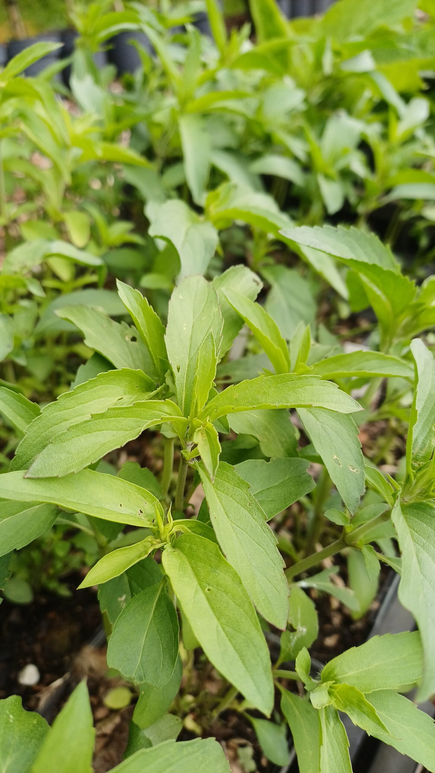 Citroenbergamot - Monarda citriodora "Purplish Lilac" - Afbeelding 1