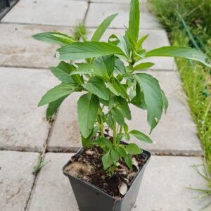 Citroenbergamot - Monarda citriodora "Purplish Lilac" - Afbeelding 2