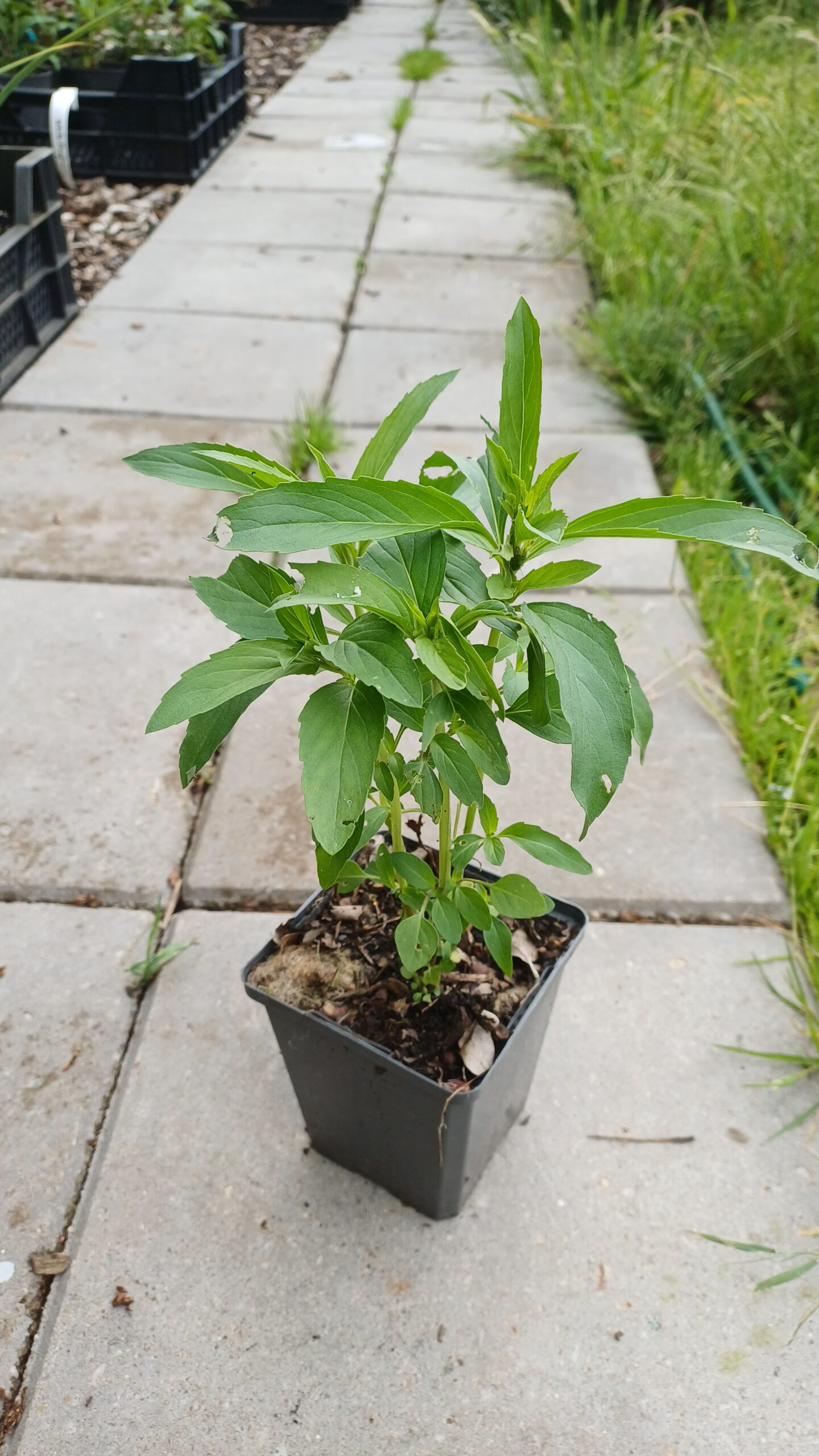Citroenbergamot - Monarda citriodora "Purplish Lilac" - Afbeelding 2
