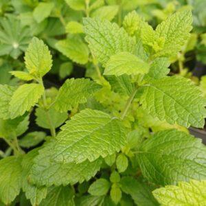 Citroenmelisse - Melissa officinalis