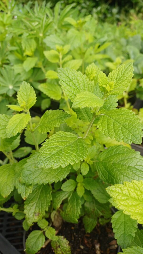 Citroenmelisse - Melissa officinalis