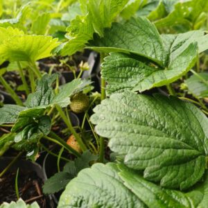 Eetbare aardbei - Fragaria x ananassa