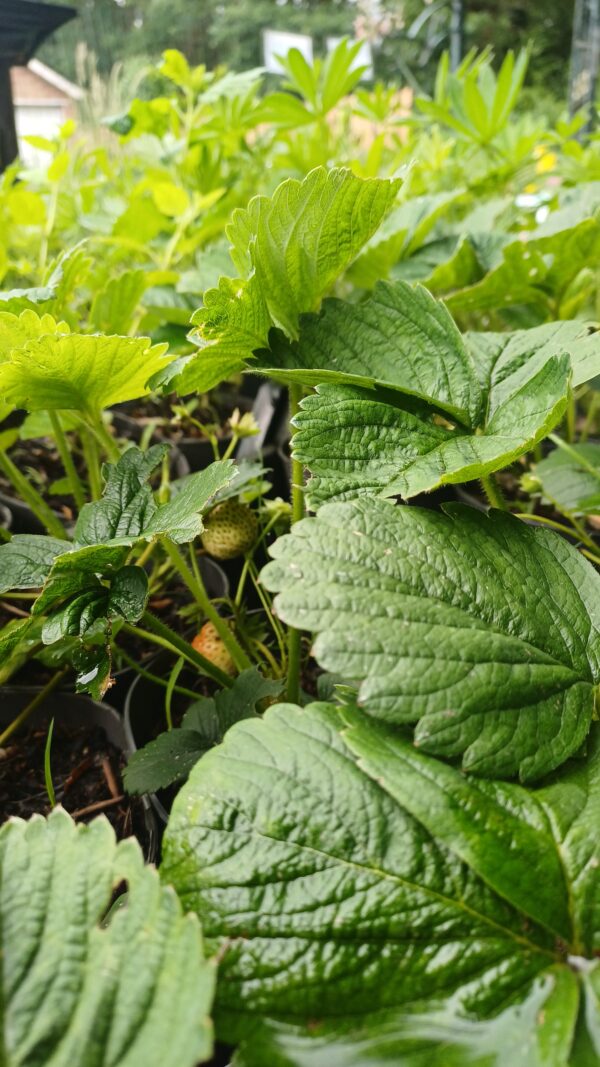 Eetbare aardbei - Fragaria x ananassa