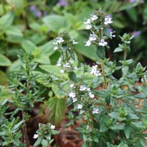 Echte tijm - Thymus vulgaris
