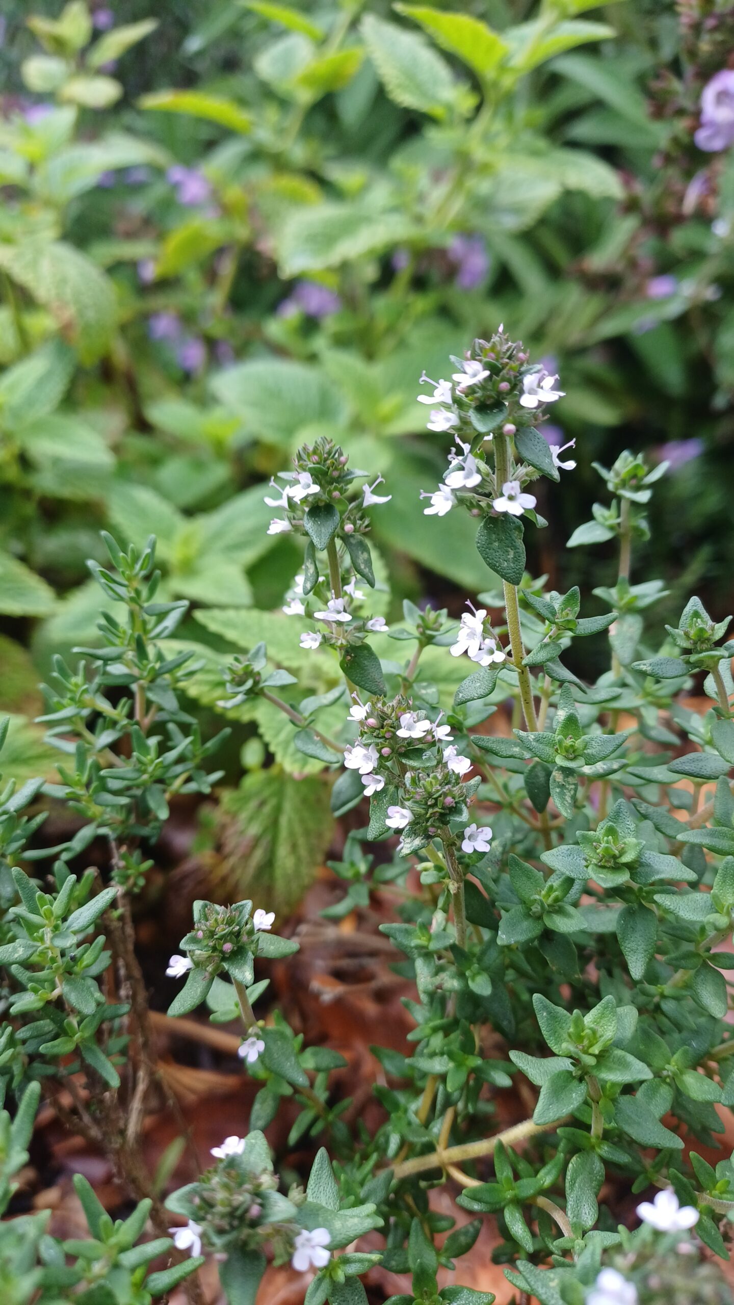 Echte tijm - Thymus vulgaris - Afbeelding 1