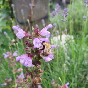 Echte salie - Salvia officinalis