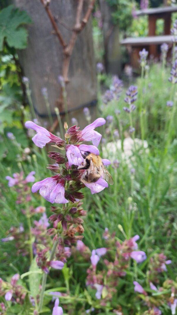 Echte salie - Salvia officinalis